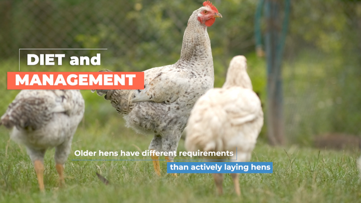 How Long Do Chickens Live?