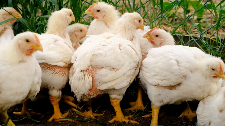 How Much Feed Do I Need Per Bird?