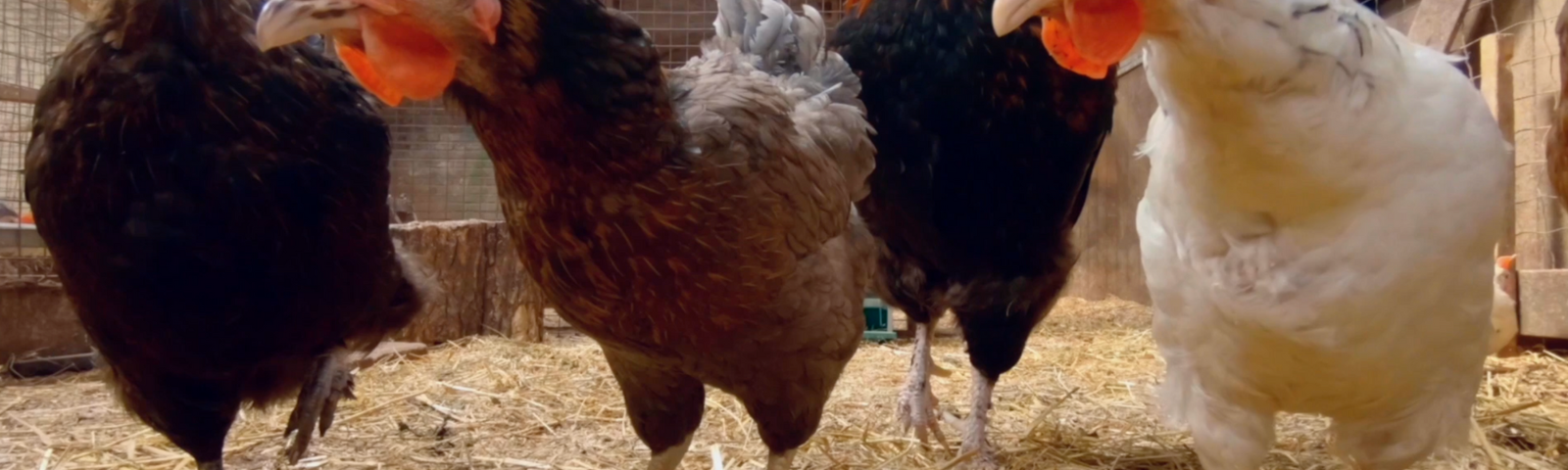 How to Train Your Chickens