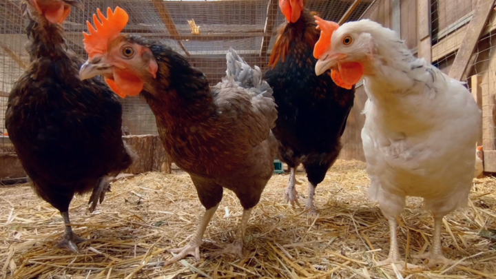 How to Train Your Chickens