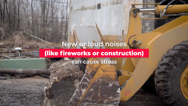 Stress in Chickens:  Loud Noise Exposure