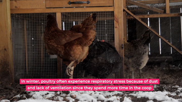 Chicken Anatomy Explained: Lung Structure and Respiratory Health