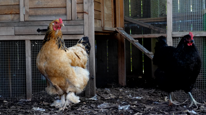 Four Ways to Support Your Chickens, Ducks, and Turkeys During Molting