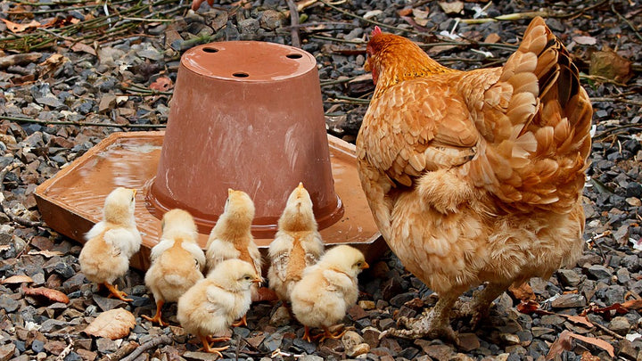 Chicken Treats: A Nutritional Overview