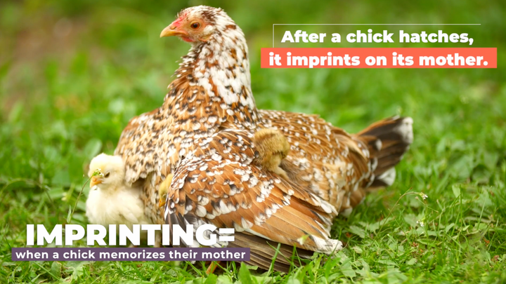 Mothering Behaviors in Hens