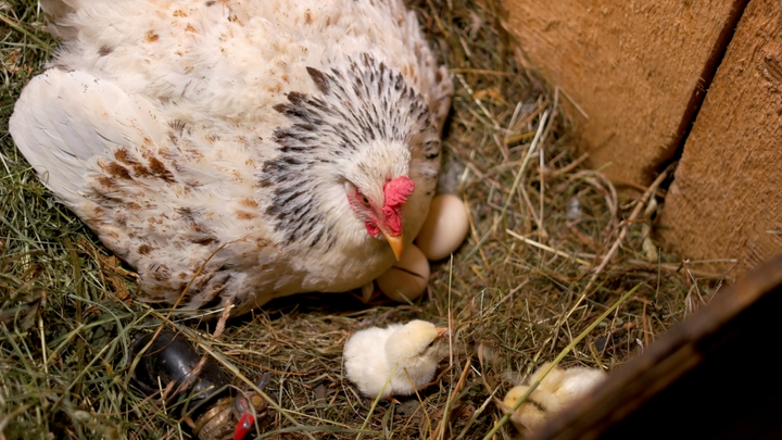 Why Are My Chickens Sleeping in a Nest Box?