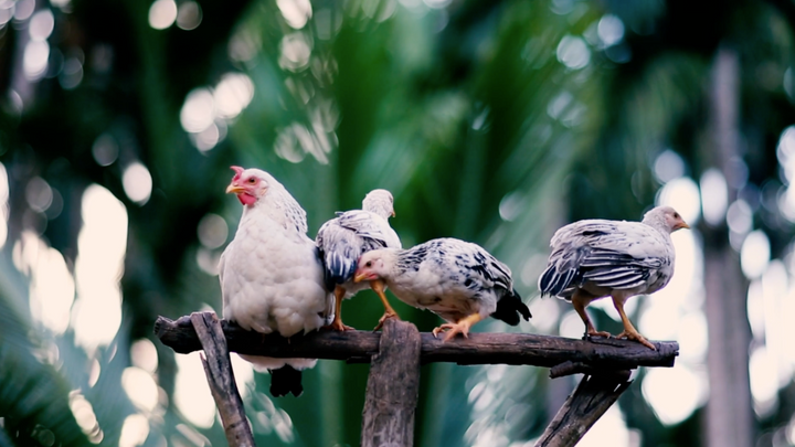 Chicken Behavior Explained: Perching and Roosting