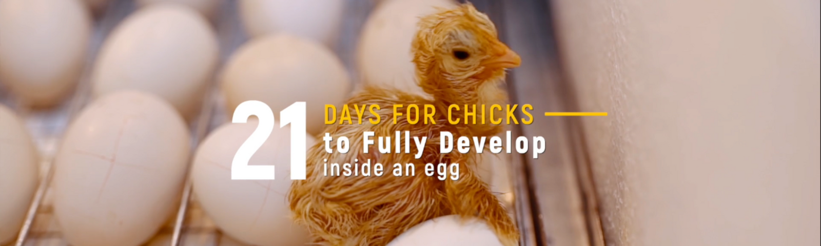 How Long Does It Take for Chicks to Hatch? And What is Pipping, Anyway?