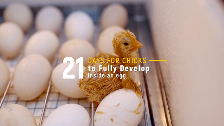 How Long Does It Take for Chicks to Hatch? And What is Pipping, Anyway?