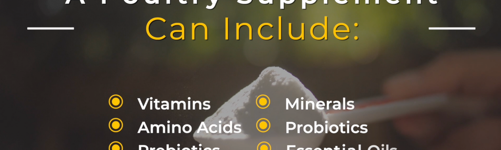 Benefits of Poultry Supplements for Backyard Chickens