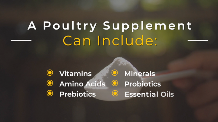 Benefits of Poultry Supplements for Backyard Chickens