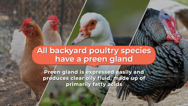 Chicken Anatomy Explained: What is the Preen Gland?