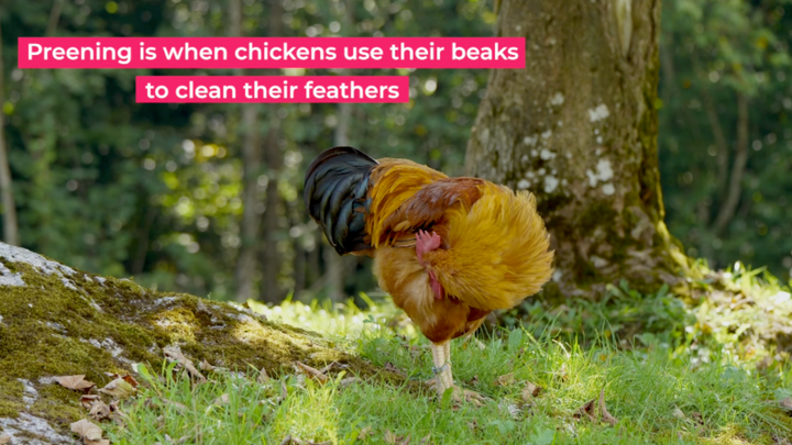 Chicken Behavior Explained: Preening