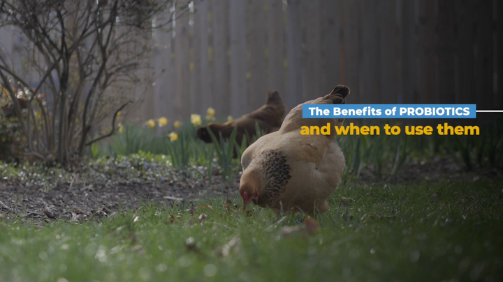 Why Should I Give My Chickens Probiotics?