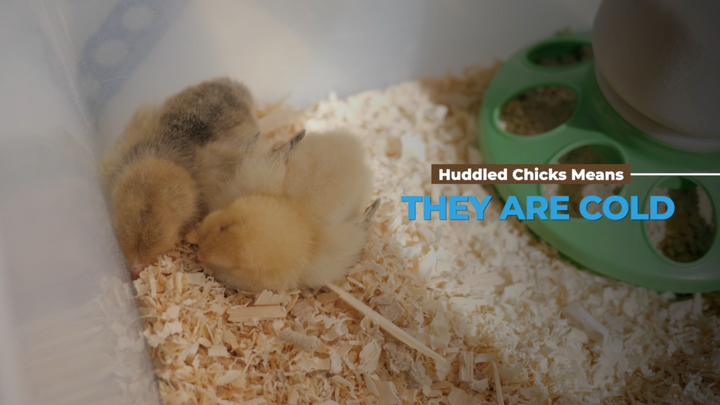Raising Chicks in the Fall