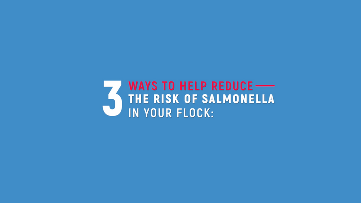 Backyard Chickens and Salmonella: Three Ways to Help Reduce the Risk