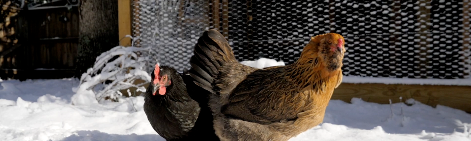 Taking Care Of Your Chickens in the Winter