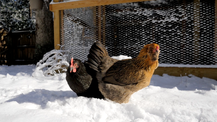 Taking Care Of Your Chickens in the Winter
