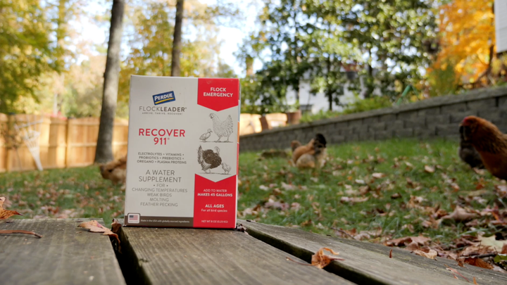 Stressed Chicken? You Can Help!