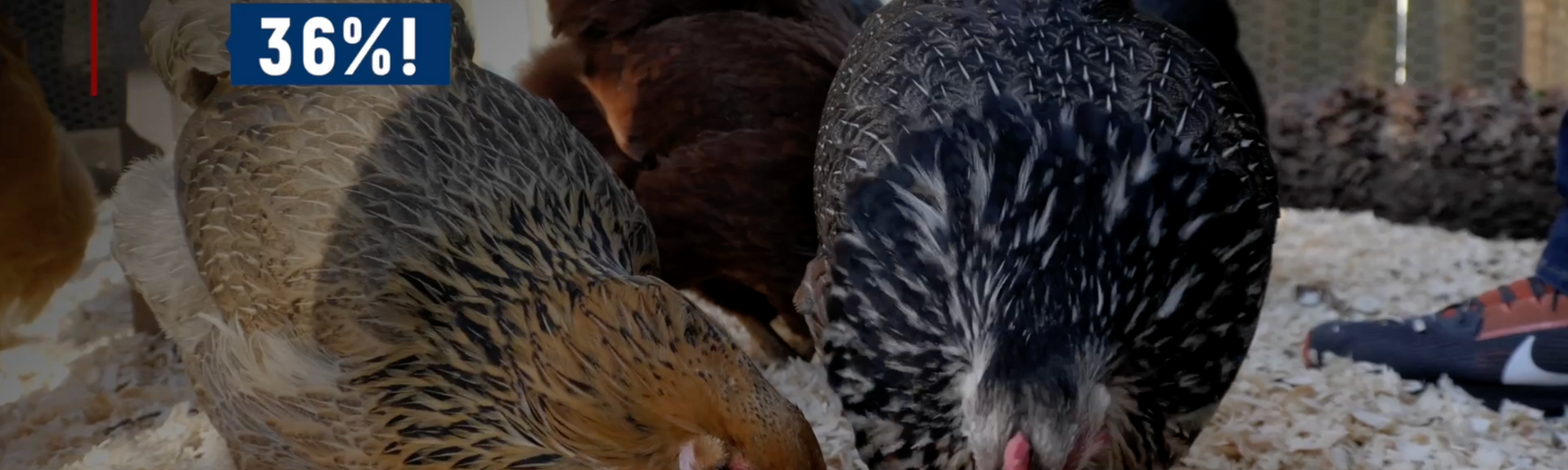 Health Benefits of Black Soldier Fly Larvae for Chickens