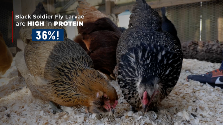 Health Benefits of Black Soldier Fly Larvae for Chickens