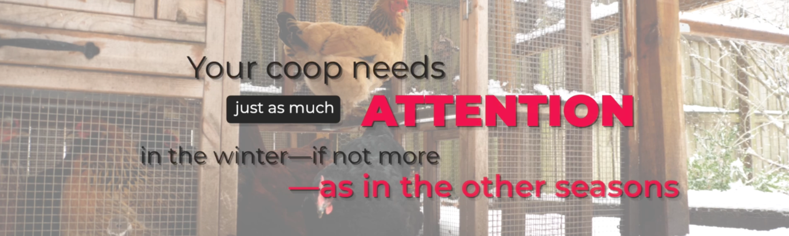 How to Not Neglect Your Coop in the Winter