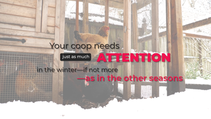How to Not Neglect Your Coop in the Winter