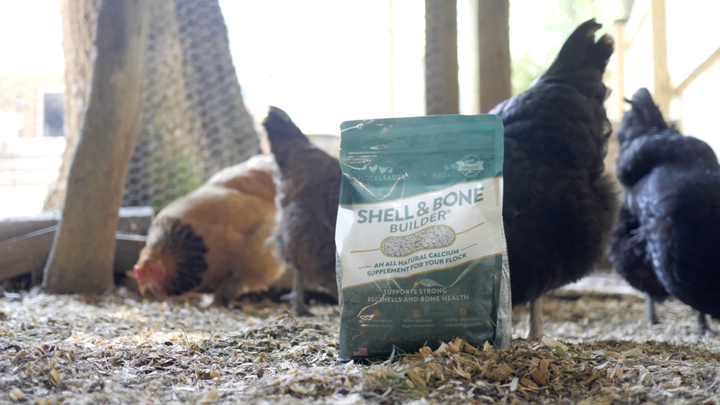 Do My Hens Need a Calcium Supplement If They’re Not Laying Eggs?