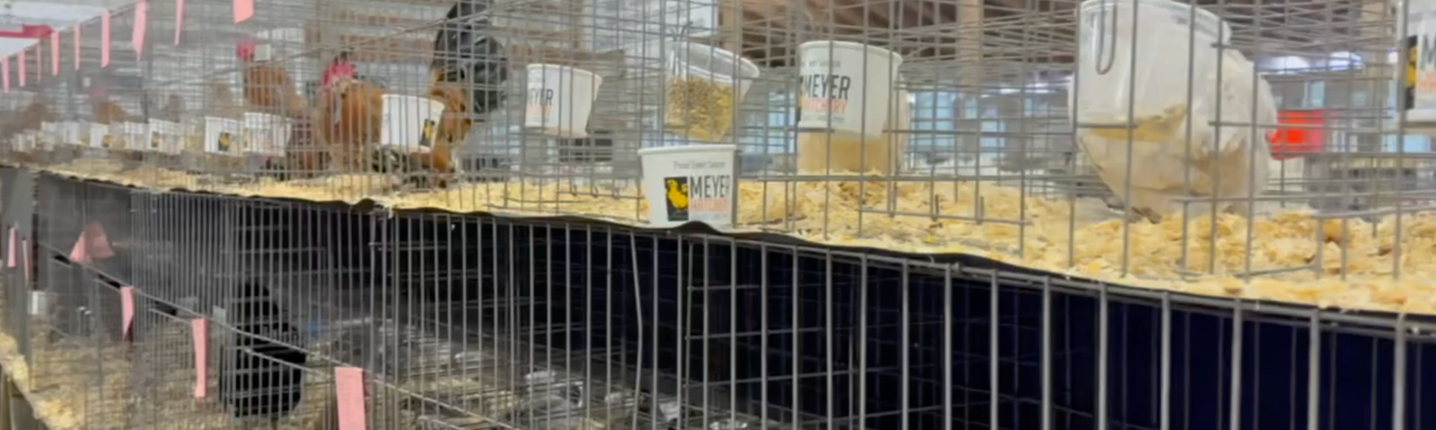 Prepping for a Chicken Show with Silkies On The Shore