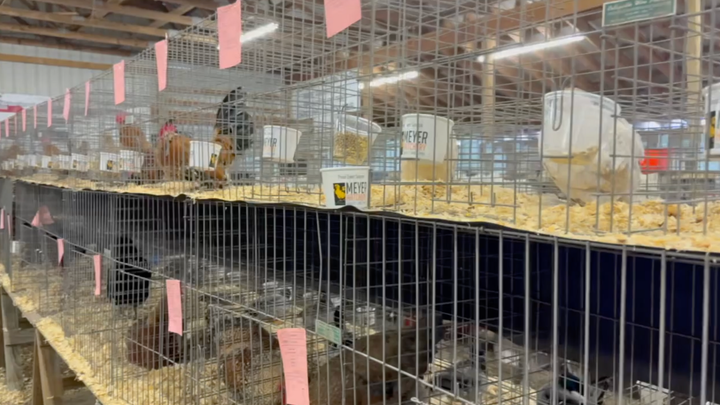 Prepping for a Chicken Show with Silkies On The Shore