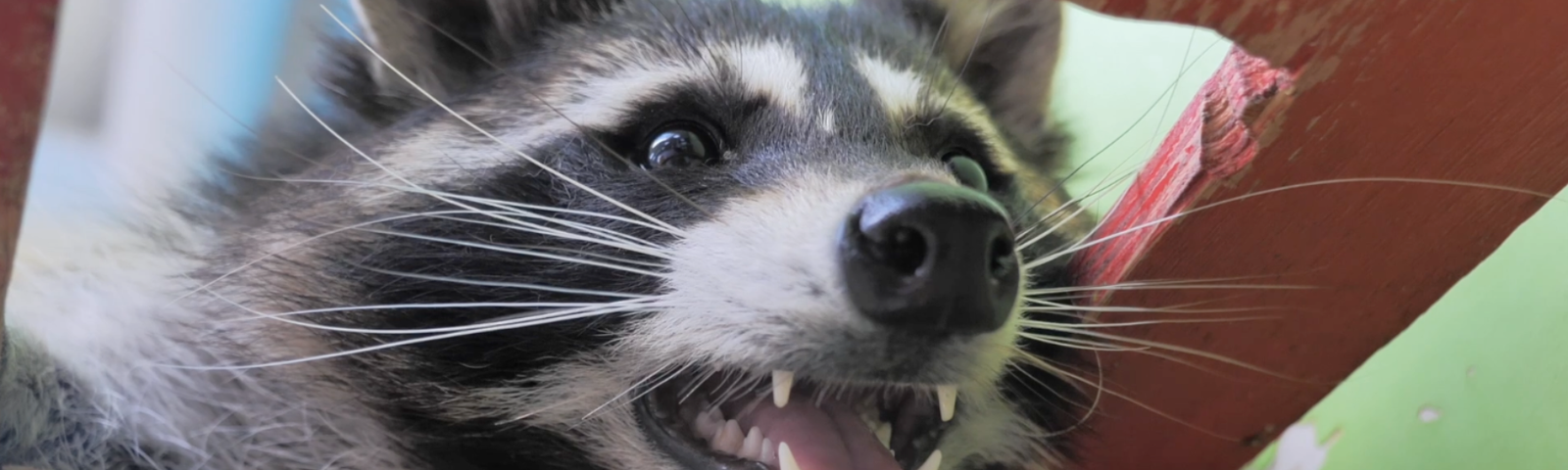 Top 5 Chicken Predators