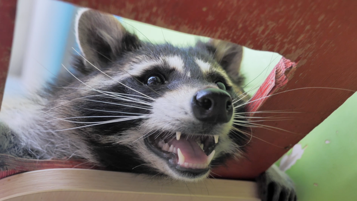 Top 5 Chicken Predators