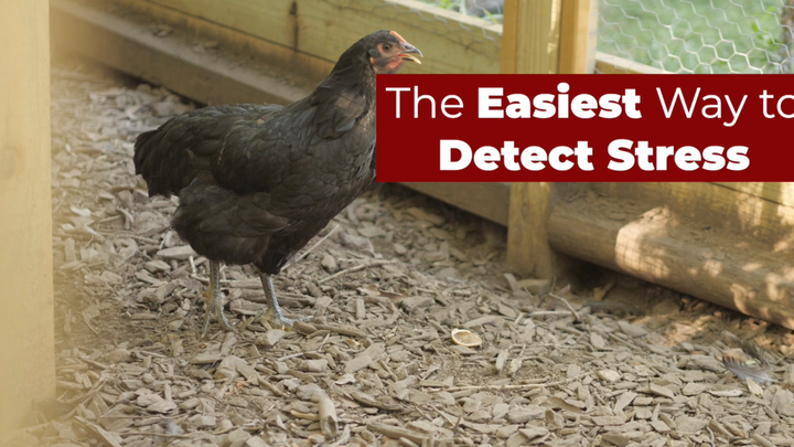 Stressed Chicken Body Language and Identifying Subtle Signs