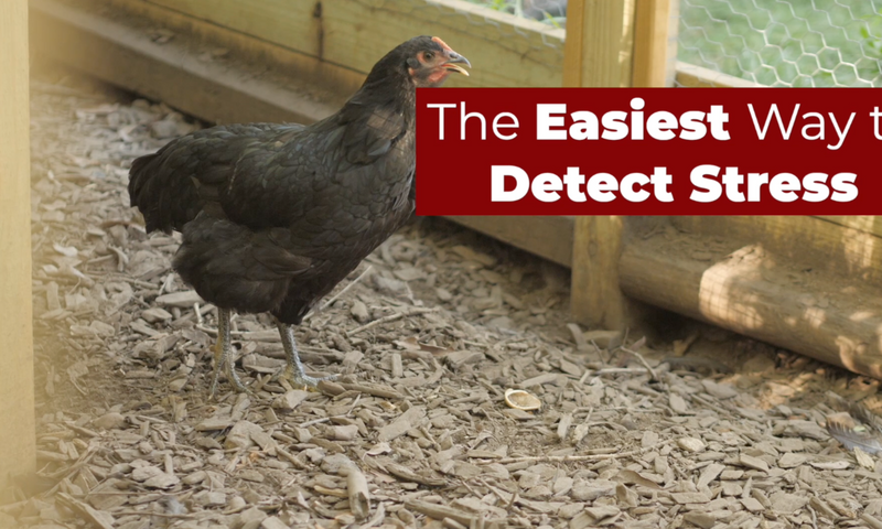 Stressed Chicken Body Language and Identifying Subtle Signs – Perdue ...