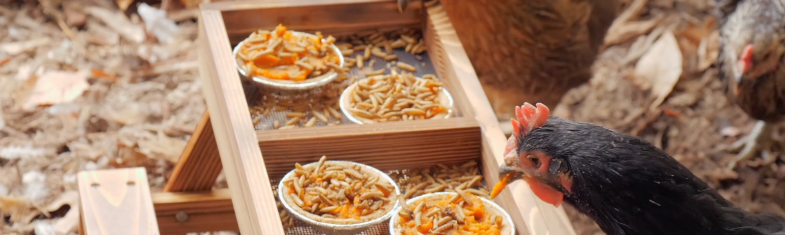 Thanksgiving Treats for Chickens