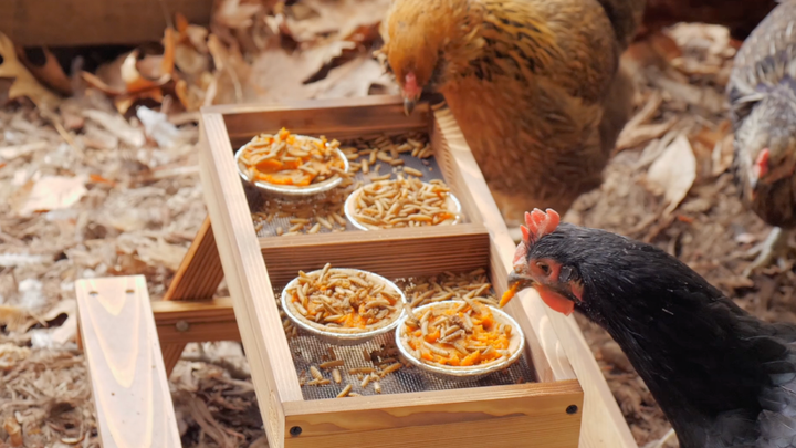 Thanksgiving Treats for Chickens