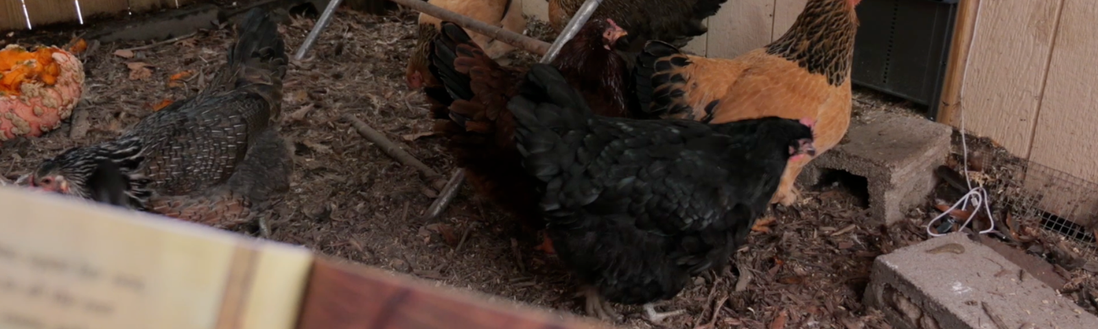 FlockLeader's Night Before Christmas