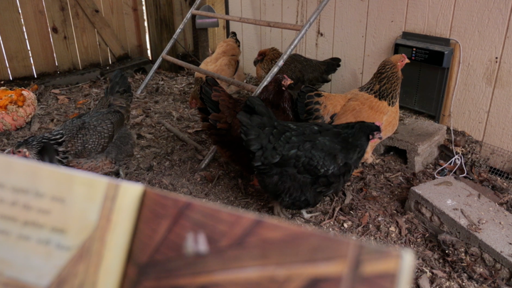 FlockLeader's Night Before Christmas