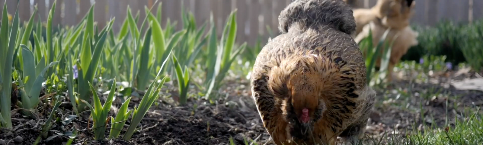 Poultry Healthy and Wellness: Spring Edition