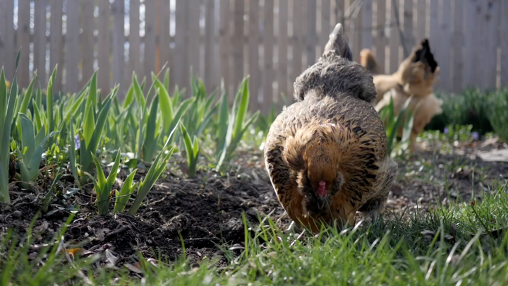 Poultry Healthy and Wellness: Spring Edition