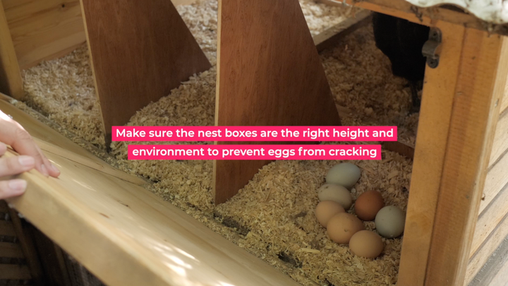 Chicken Coop Maintenance in the Spring