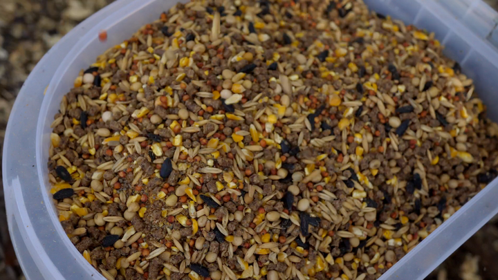 How to Store Chicken Feed Properly