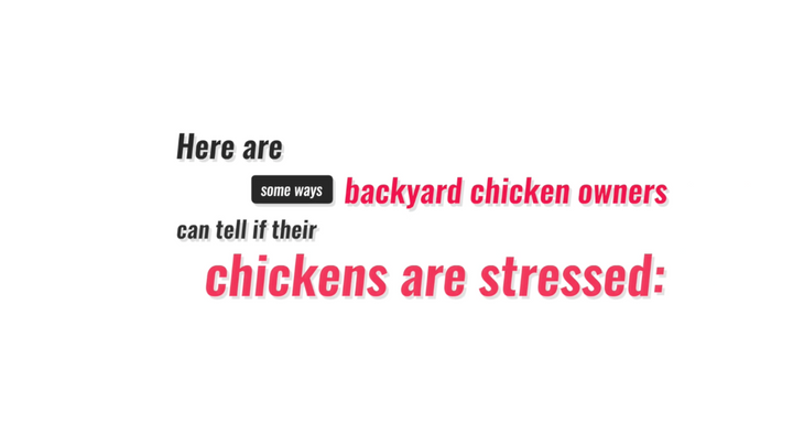Chicken Behavior Explained: What Does a Stressed Chicken Look and Sound Like?
