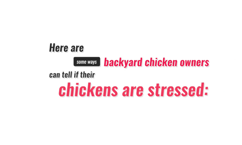 Chicken Behavior Explained: What Does a Stressed Chicken Look and Soun ...