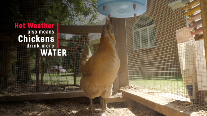 How to Support Your Chickens in the Summer