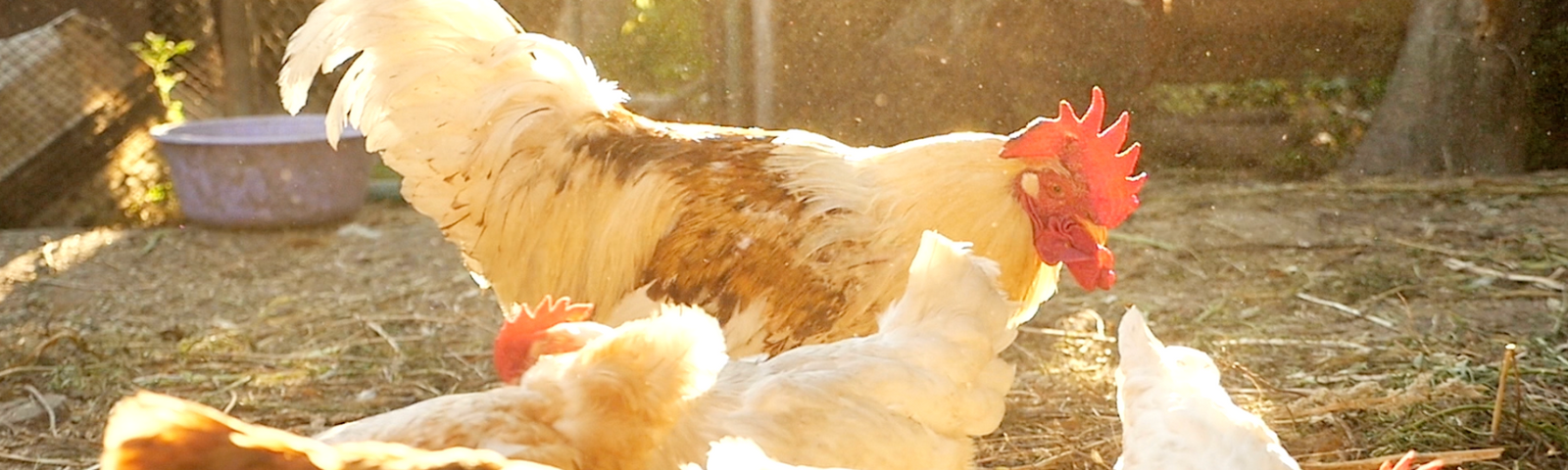 How to Support Your Chickens in the Summer