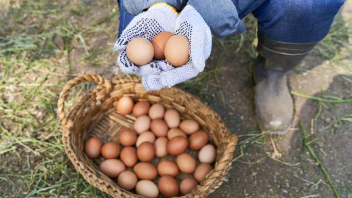 The Best Way to Clean Eggs