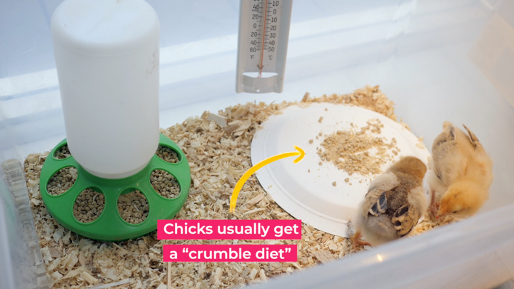 Can I Feed Poultry Treats to Chicks?