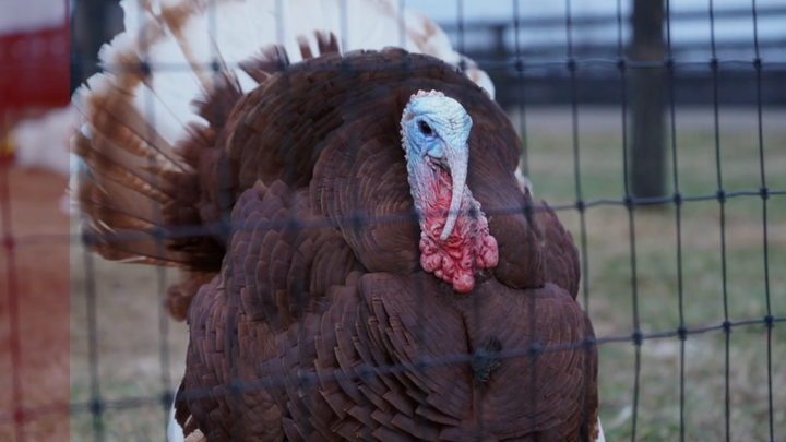 Domestic Turkey Breeds