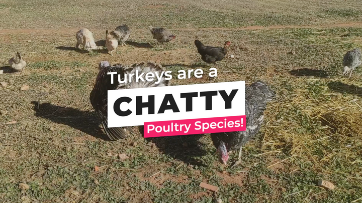 Five Turkey Sounds and What They Mean